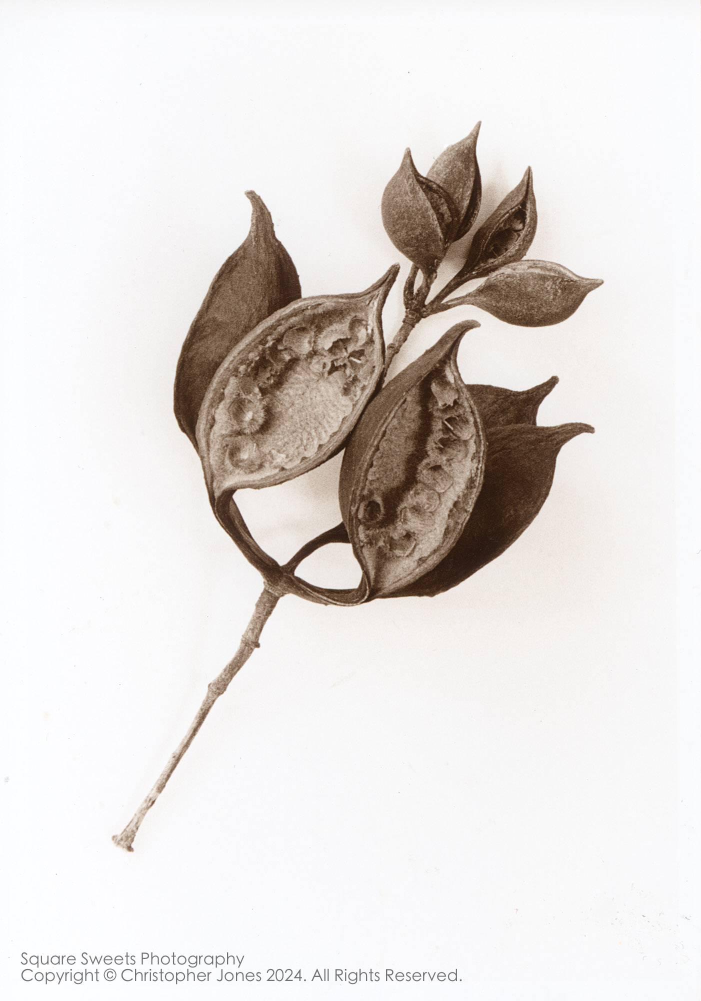 Currajong seed pods